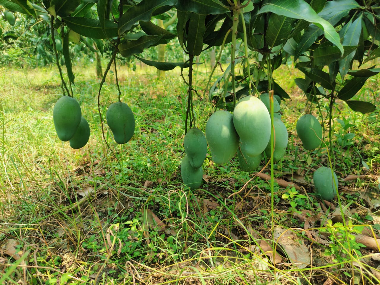 Aamrupali Aam - Image 2